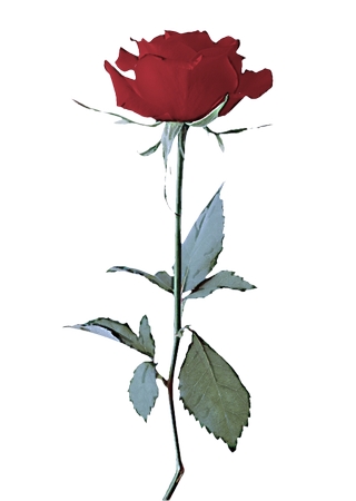 ��Ҷ��дʵ��õ��PNG���ͼ