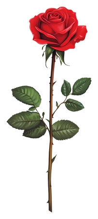 ��Ҷ��õ��PNG���ͼ