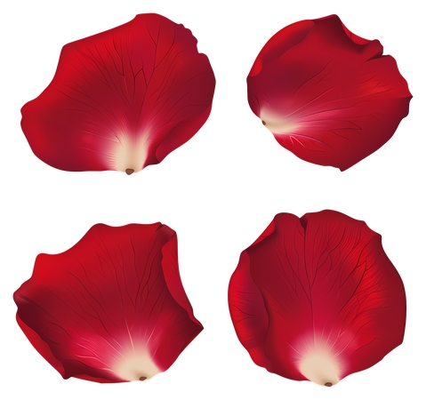 ��ϸ��õ�廨��廭PNG���ͼ