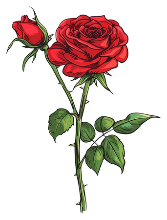 �廭��õ�廨�پ�PNG���ͼ