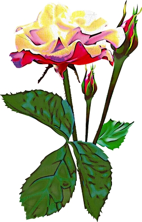 ��Ҷ�ƺ�õ��PNG���ͼ