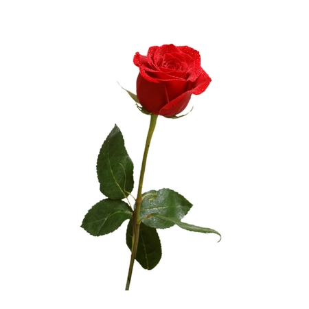 ��õ�廨�侥�廭PNG���ͼ