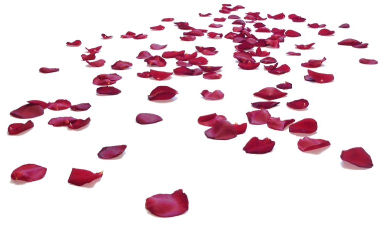 ɢ���õ�廨��PNG���ͼ