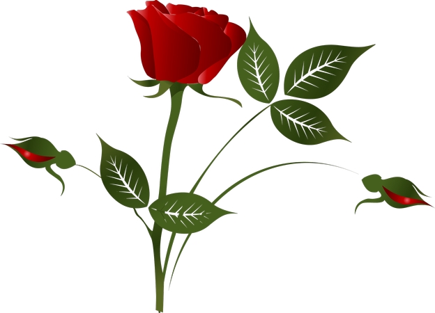 ������Ҷ��õ��PNG���ͼ