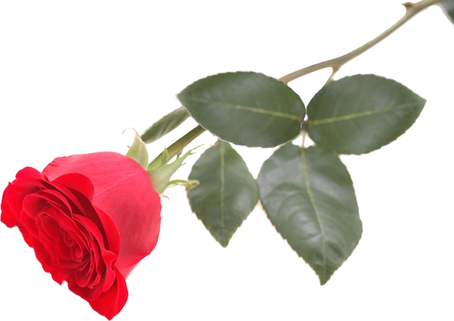 ��Ҷ��õ��PNG���ͼ