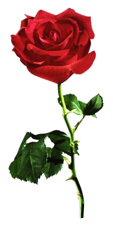 �����̾���õ��PNG���ͼ