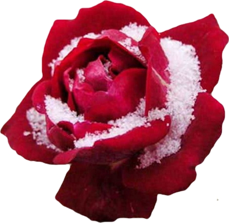 ѩ�к�õ��PNG���ͼ