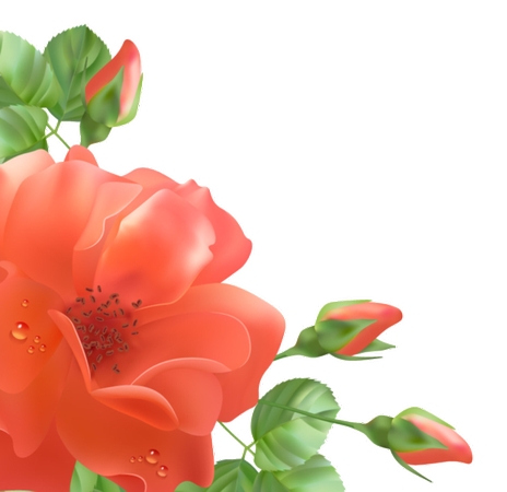 ��Ҷ���ٺ�õ��PNG���ͼ