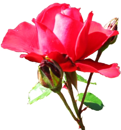 ������Ҷ��õ��PNG���ͼ