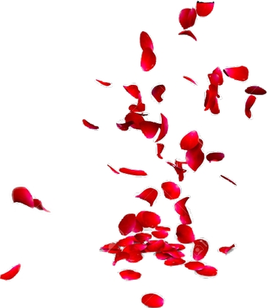 Ʈ���õ�廨��װ��PNG���ͼ