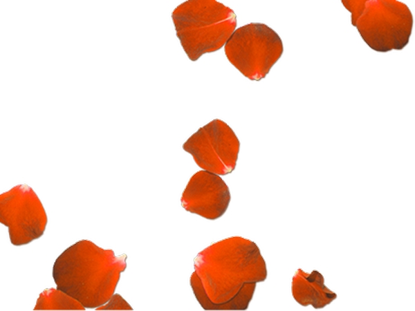 ɢ���õ�廨��廭PNG���ͼ