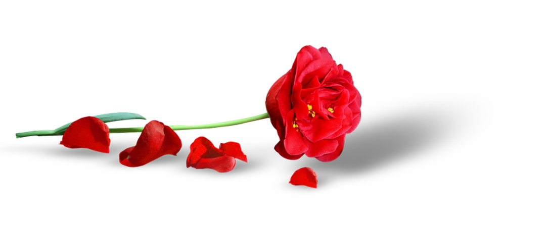 Ʈ�仨���õ��PNG���ͼ