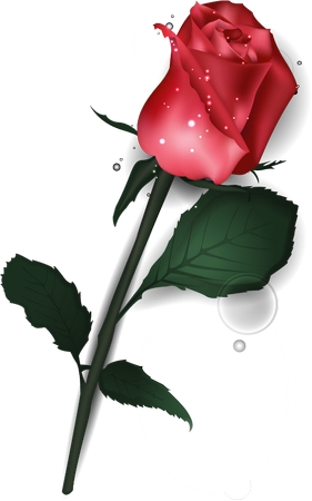 ���ž�Ҷ��õ��PNG���ͼ