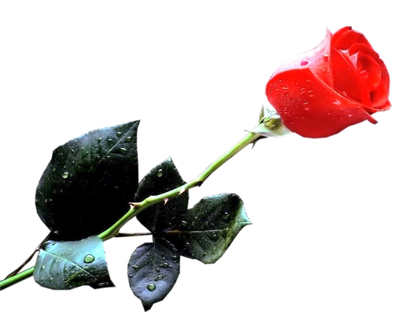 ˮ�κ�õ�廨��PNG���ͼ