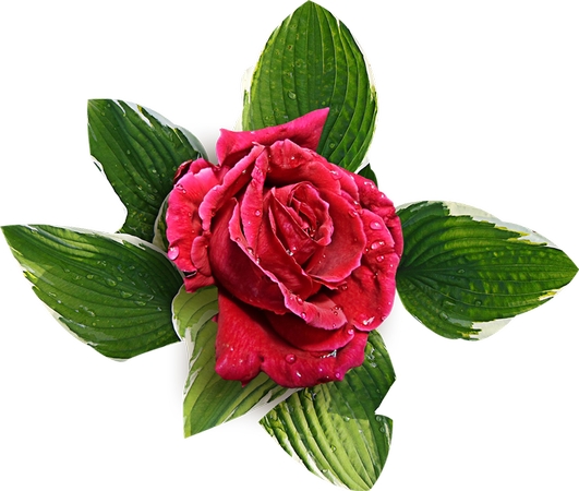 ��Ҷ���޺�õ��PNG���ͼ