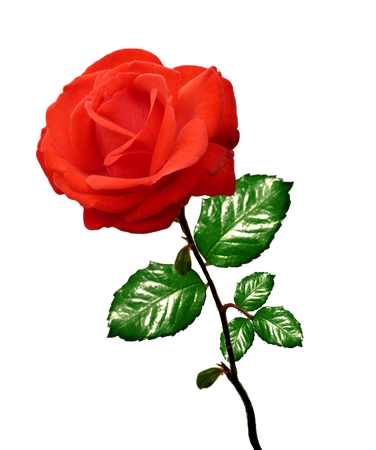 ��Ҷ��õ��PNG���ͼ