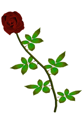 ��Ҷ��õ��PNG���ͼ