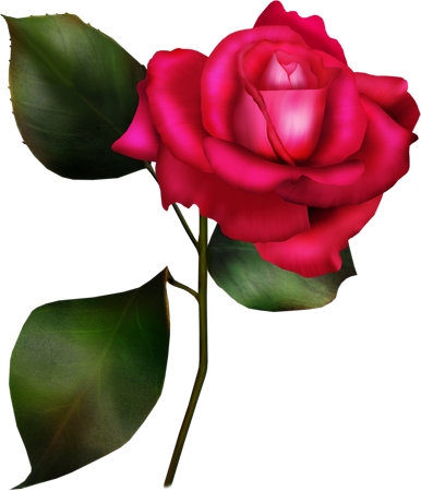 Ҷдʵ��õ�廨��PNG���ͼ