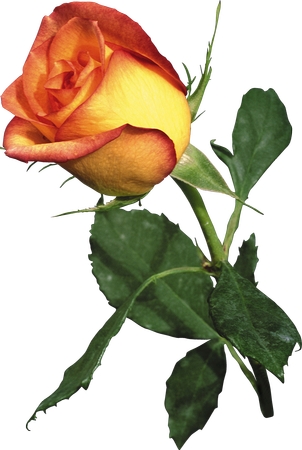 �ƺ�õ������PNG���ͼ