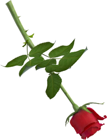 �̾�Ҷ��õ��PNG���ͼ