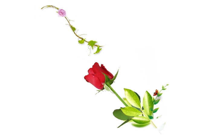 ��Ҷ��õ��PNG���ͼ
