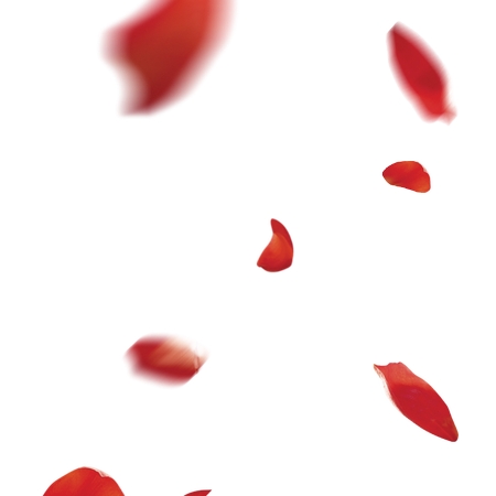 Ʈ���õ�廨�곡��PNG���ͼ