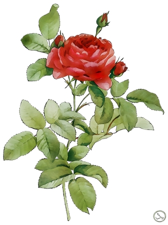 ��Ҷ��õ��PNG���ͼ