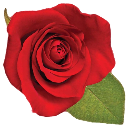 ��Ҷ������õ��PNG���ͼ