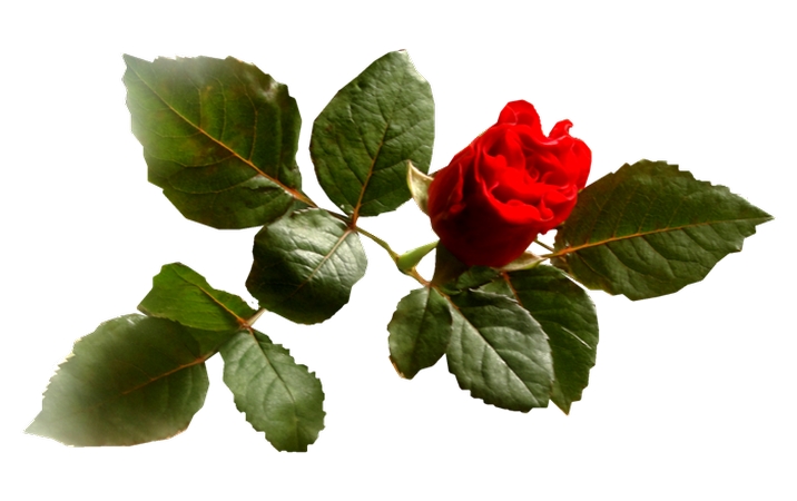 ��Ҷ��õ��PNG���ͼ