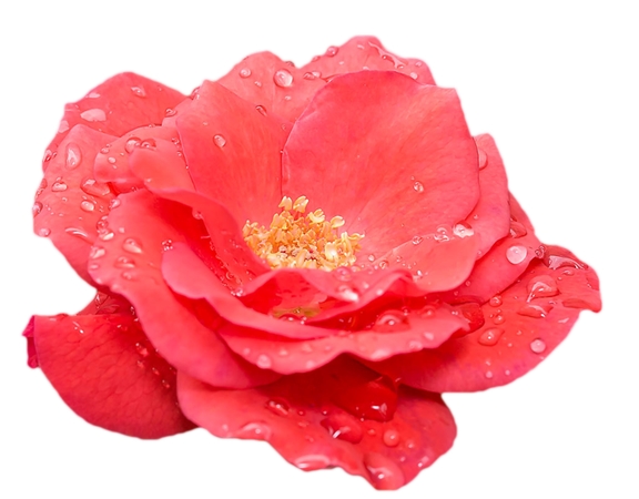 ˮ�κ�õ��PNG���ͼ