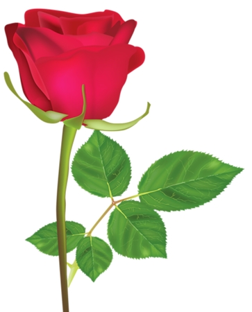 �̾����ŵ�֦��õ��PNG���ͼ