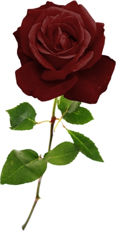 ��Ҷ��õ��PNG���ͼ