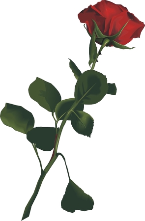 ��Ҷ��õ��PNG���ͼ