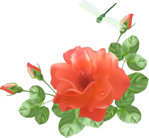 ��Ҷ��õ��PNG���ͼ