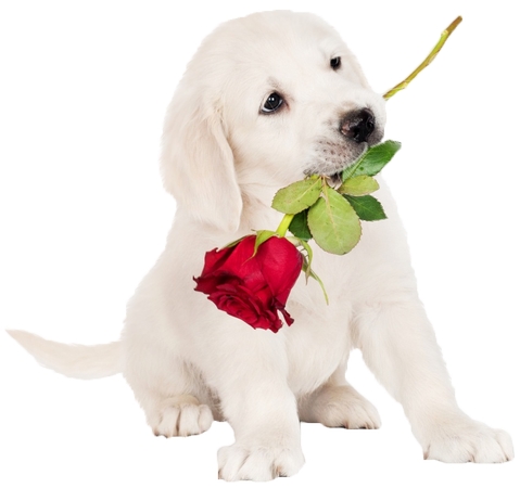 �ֳֺ�õ���С���廭PNG���ͼ