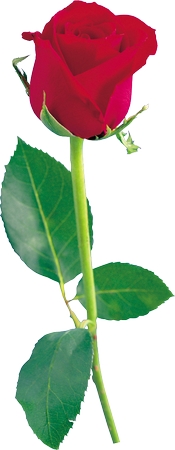 ��Ҷ��֦��õ��PNG���ͼ