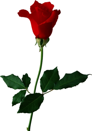 ��������PNG���ͼ