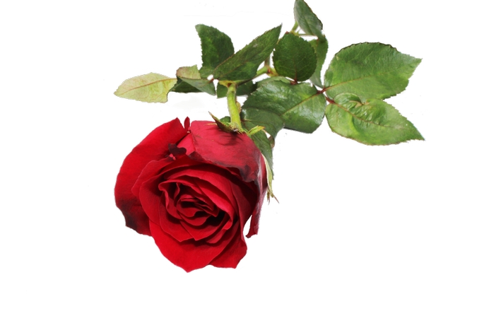 ��Ҷ��õ��PNG���ͼ