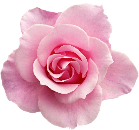 ʢ����ɫõ�廨��PNG���ͼ