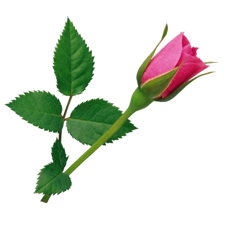 ������ͷ�ɫõ�廨��PNG���ͼ