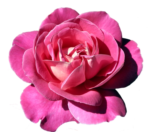 ��ɫдʵõ�廨ʢ��PNG���ͼ