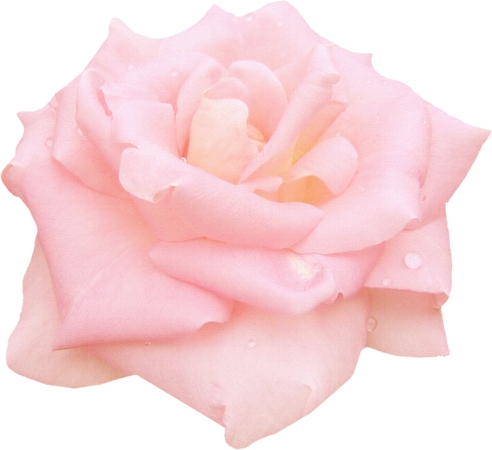 ���·�ɫõ�廨��ͻ���PNG���ͼ