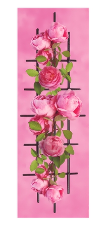 ���Ӽ��Ϸ�ɫõ�廨PNG���ͼ