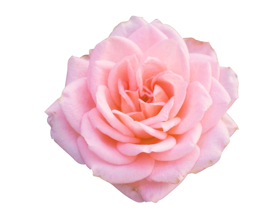 ���»����ɫõ�廨PNG���ͼ