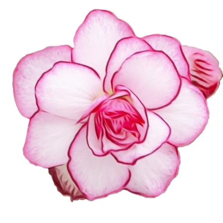 ��ɫõ�廨���Ų廭PNG���ͼ