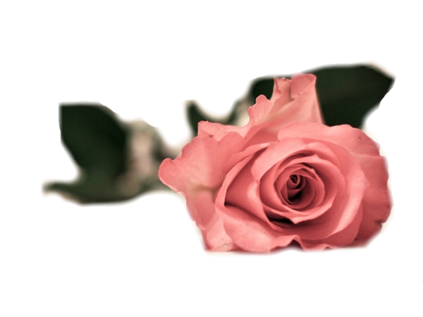 ����Ҷ��ɫõ�廨PNG���ͼ