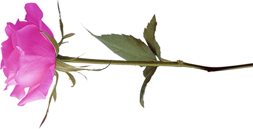 ����������ŷ�ɫõ�廨PNG���ͼ