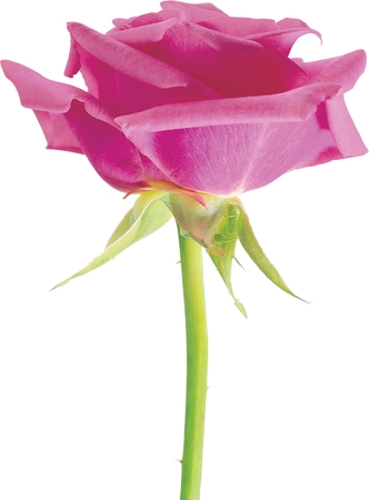 ���̾���ɫõ�廨��PNG���ͼ