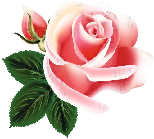 ��Ҷ��������ɫõ�廨PNG���ͼ