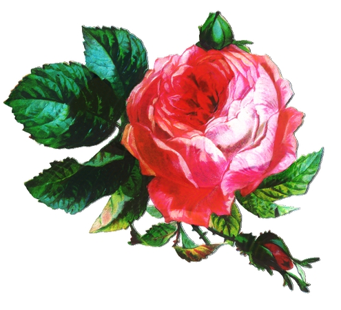 ��Ҷ��������ɫõ�廨PNG���ͼ